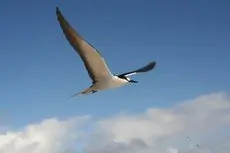 Sooty Tern