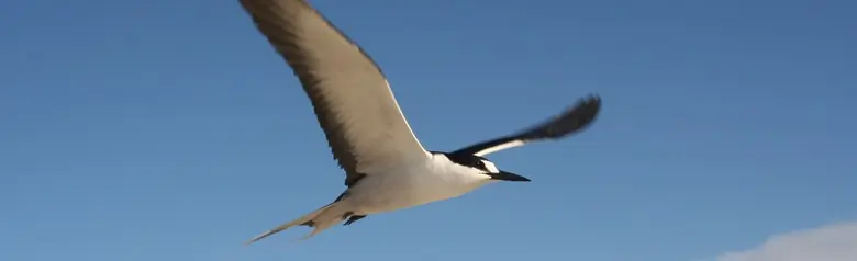 Sooty Tern