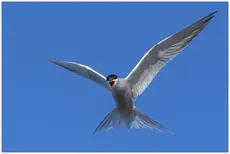 Common tern