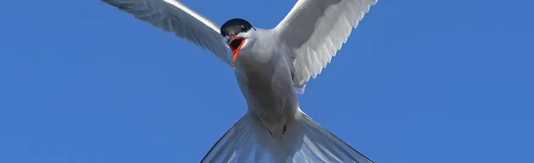 Common tern