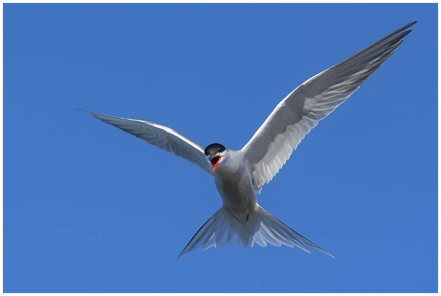 Common tern