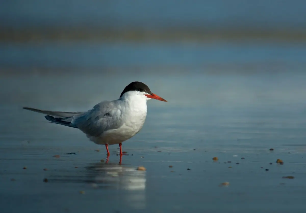 Common tern
