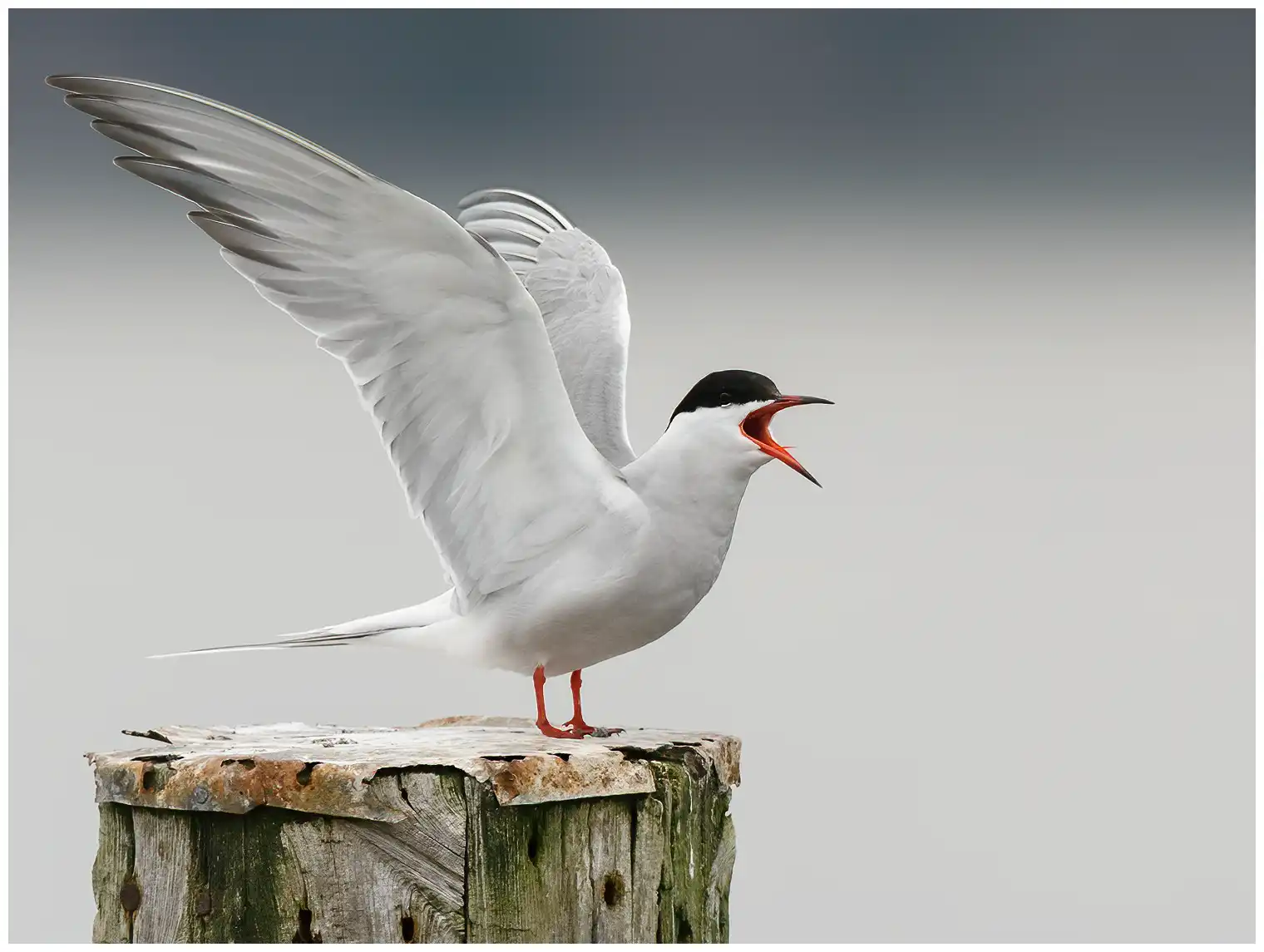 Common tern