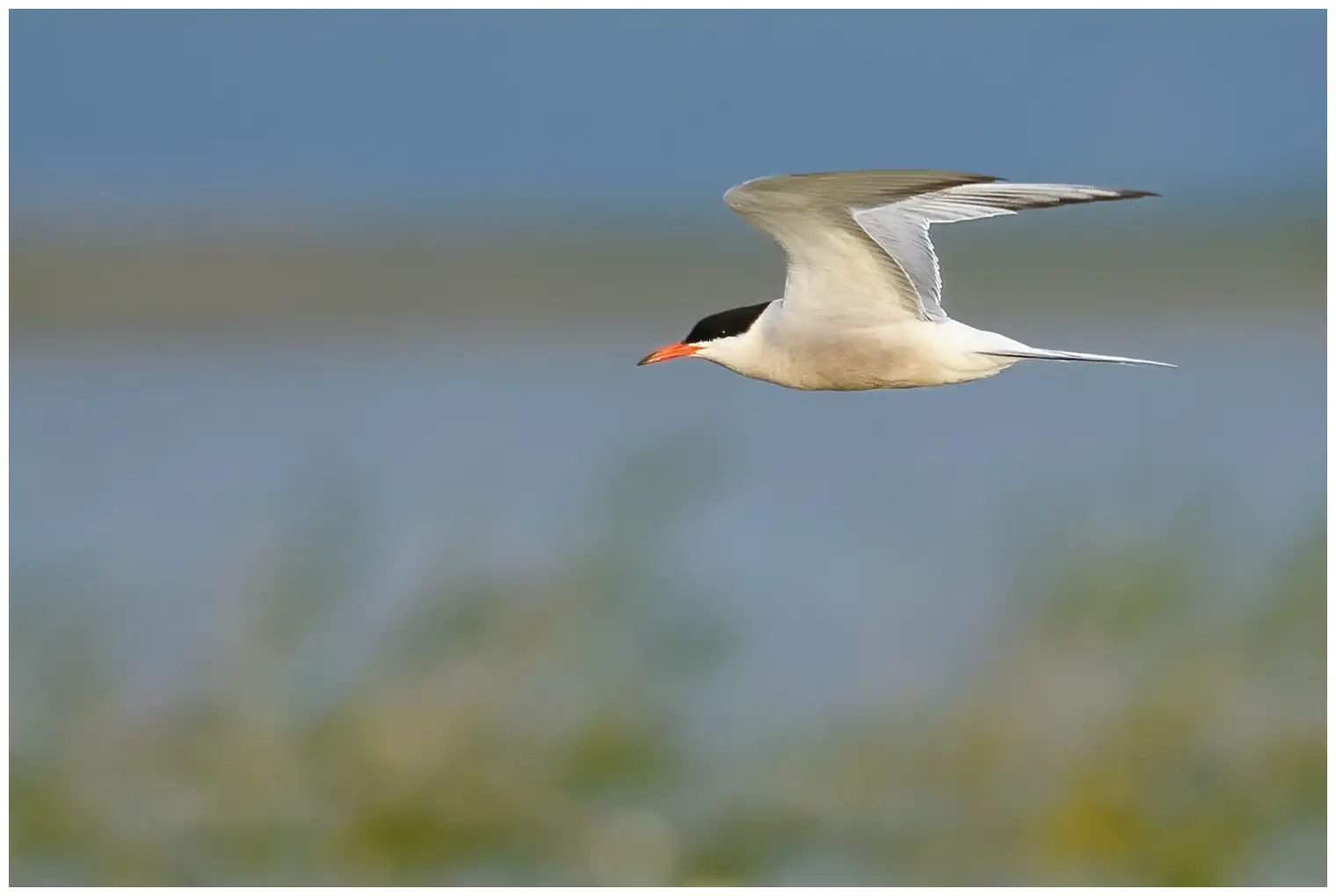 Common tern