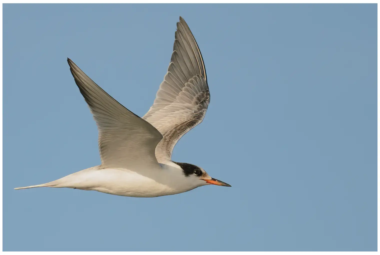 Common tern