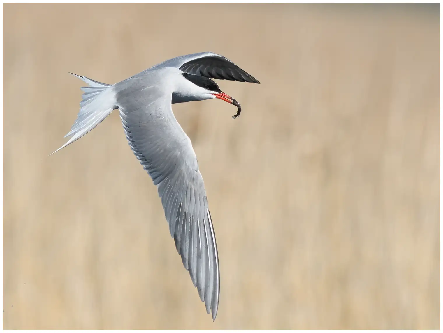 Common tern