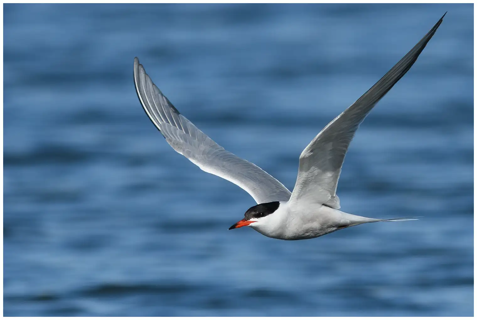 Common tern