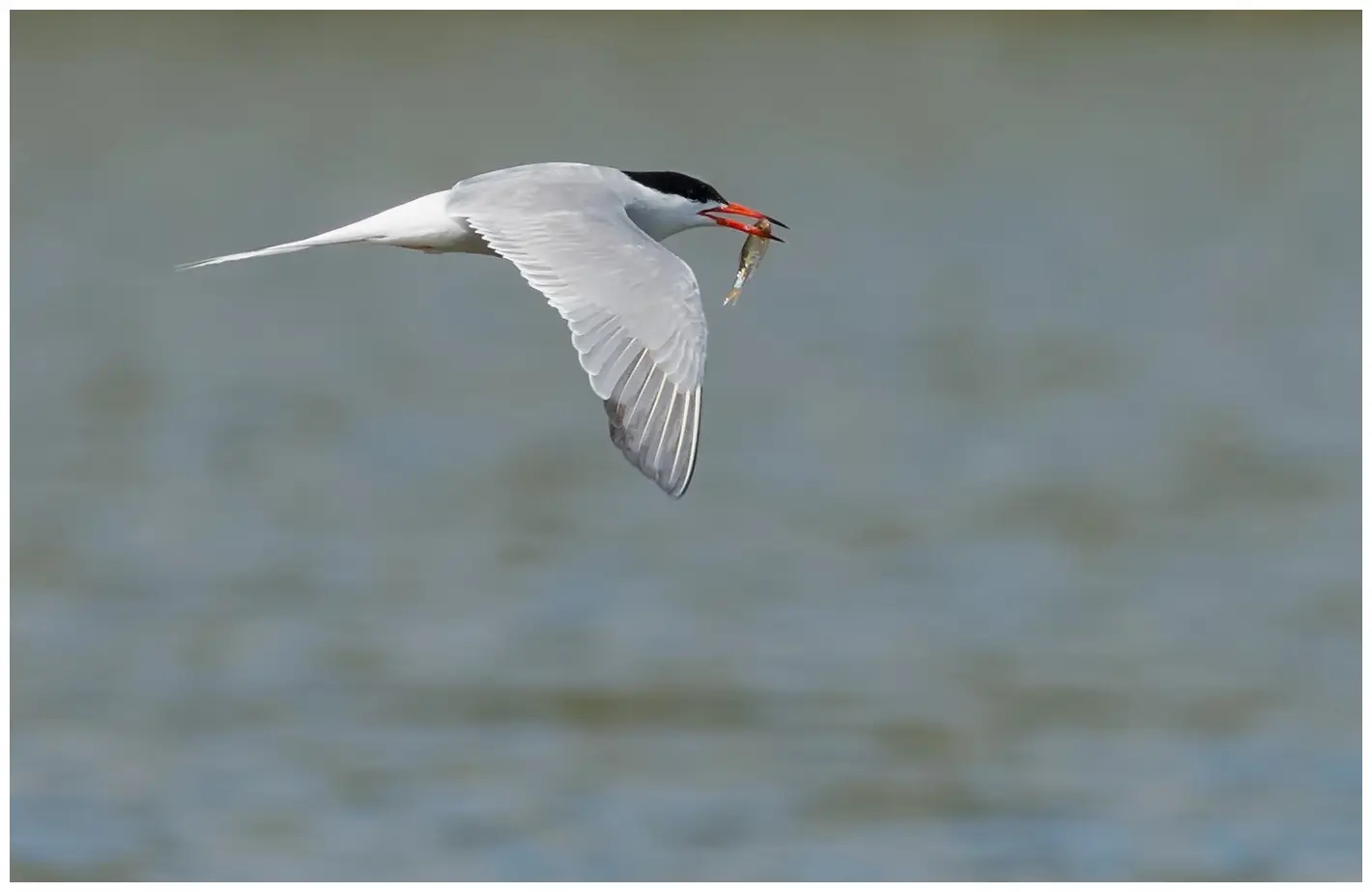 Common tern