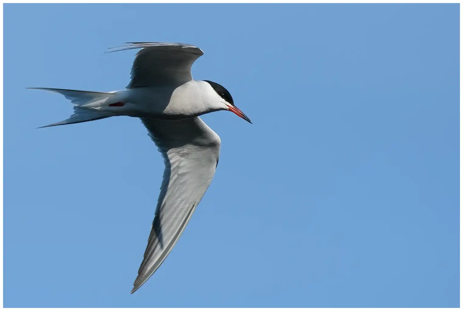 Common tern
