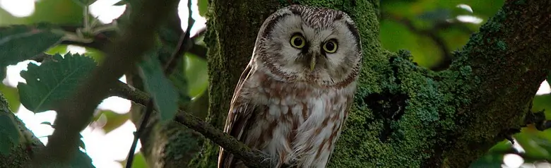 Boreal owl
