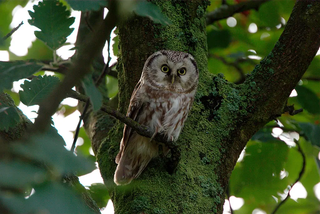 Boreal owl