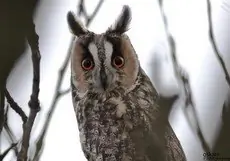 Long-eared owl