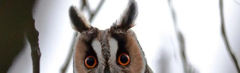 Long-eared owl
