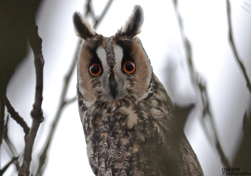 Long-eared owl