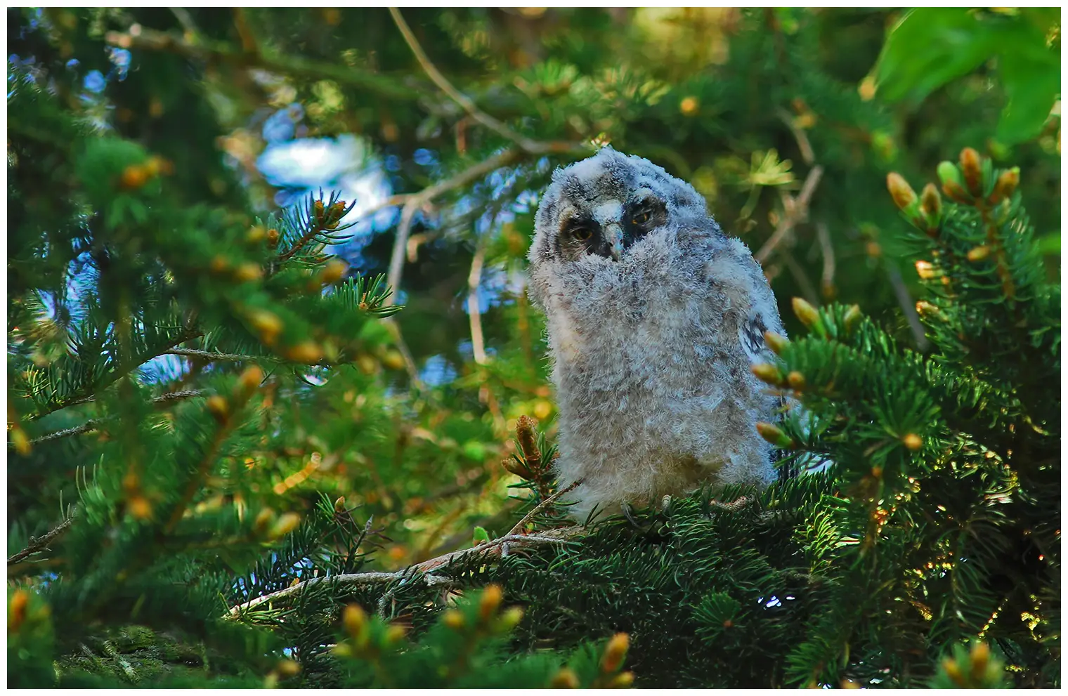 Long-eared owl