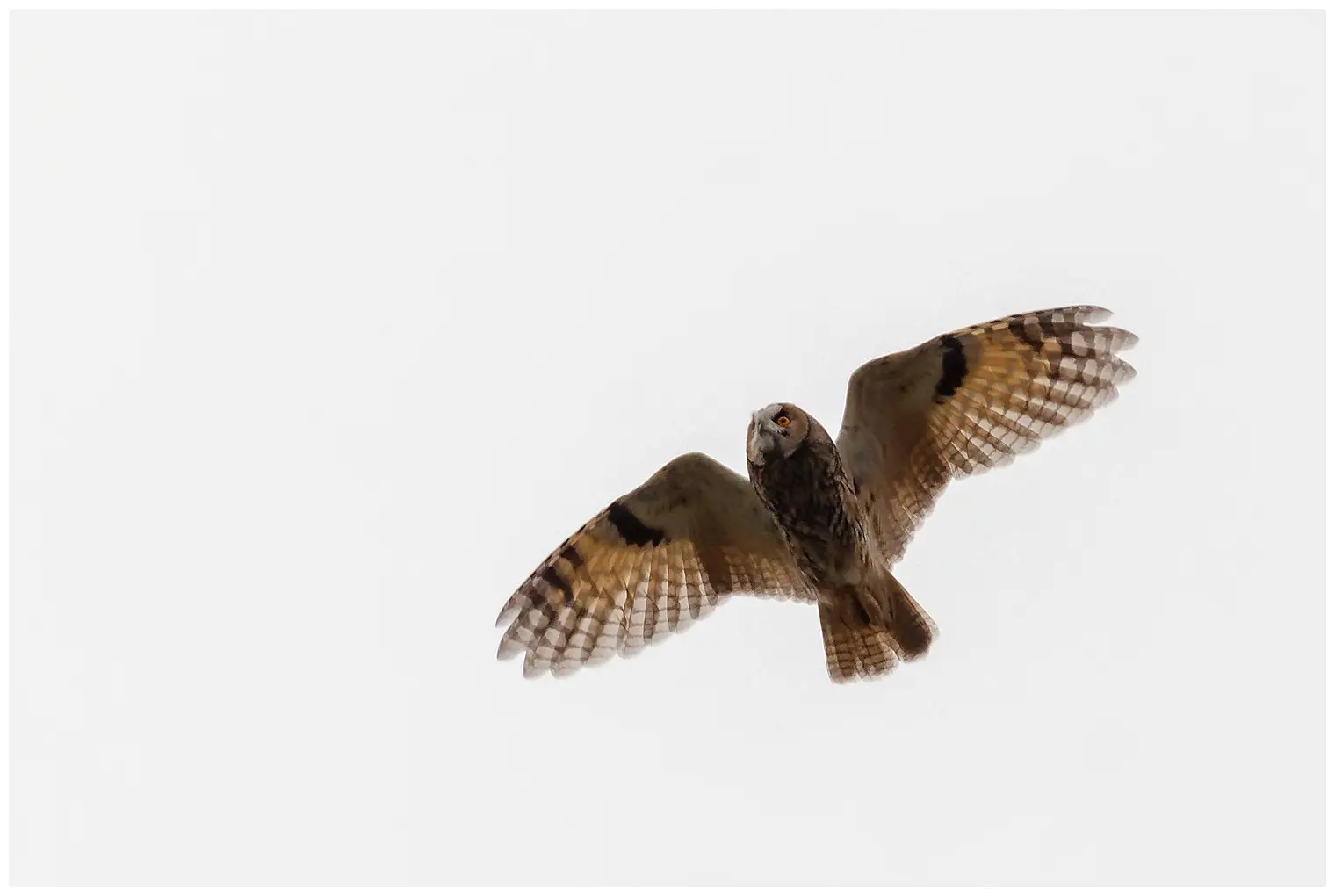 Long-eared owl