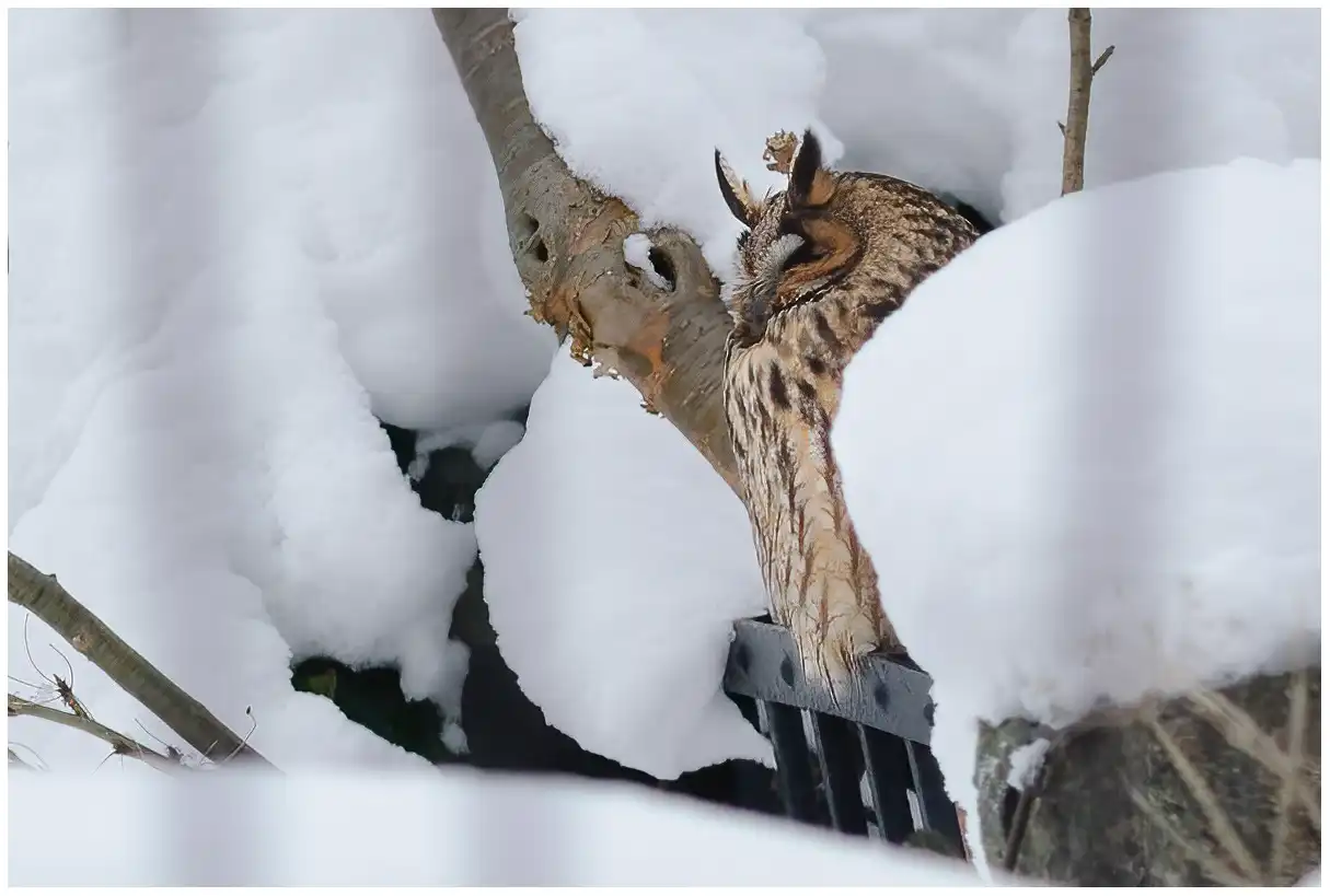 Long-eared owl