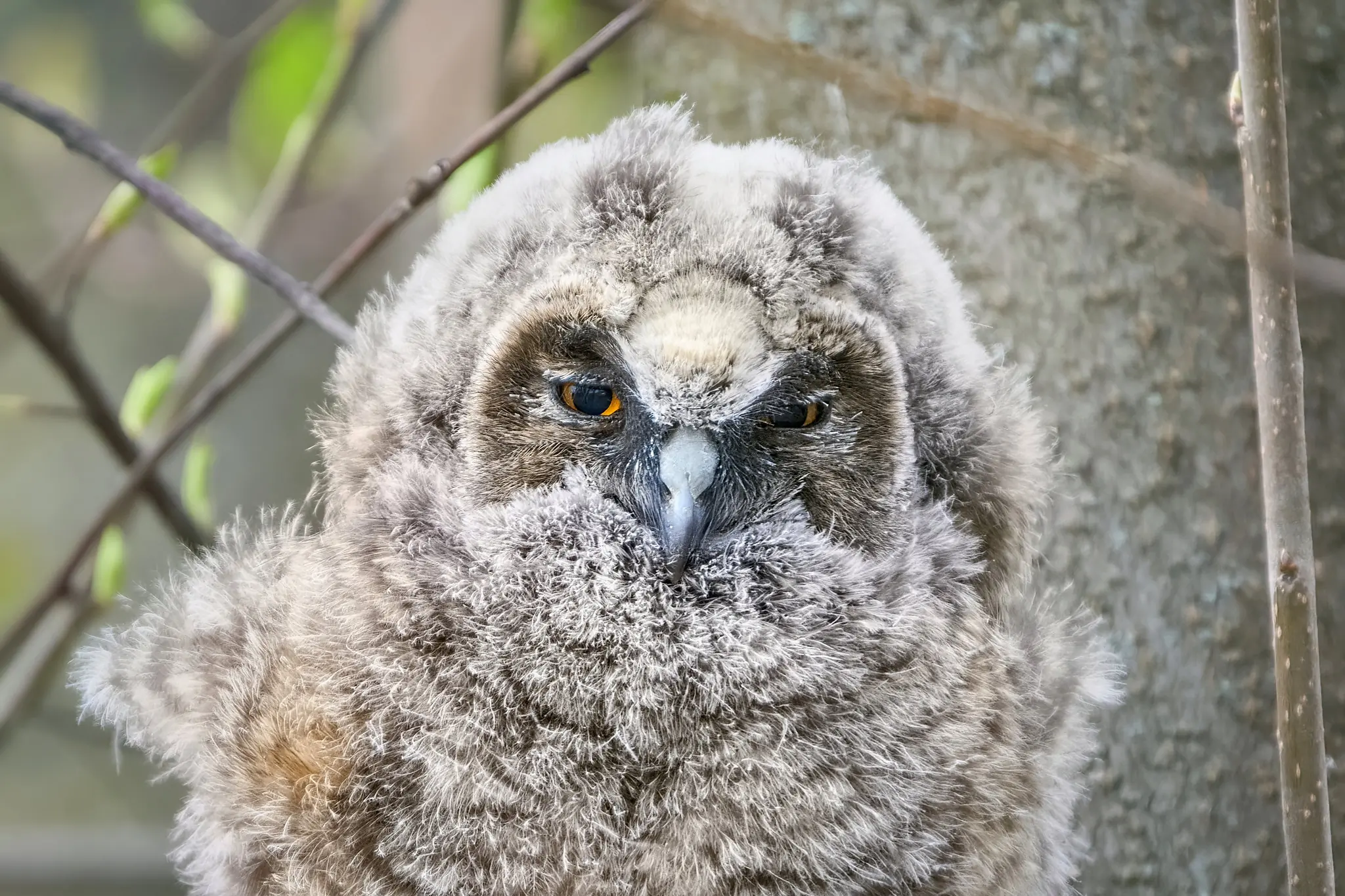 Long-eared owl