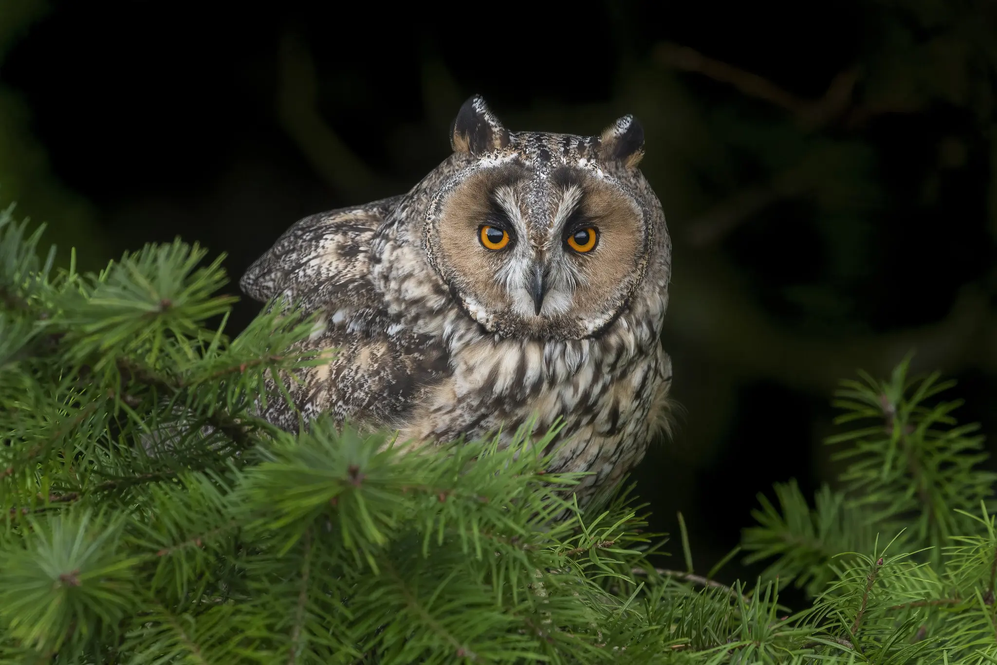 Long-eared owl