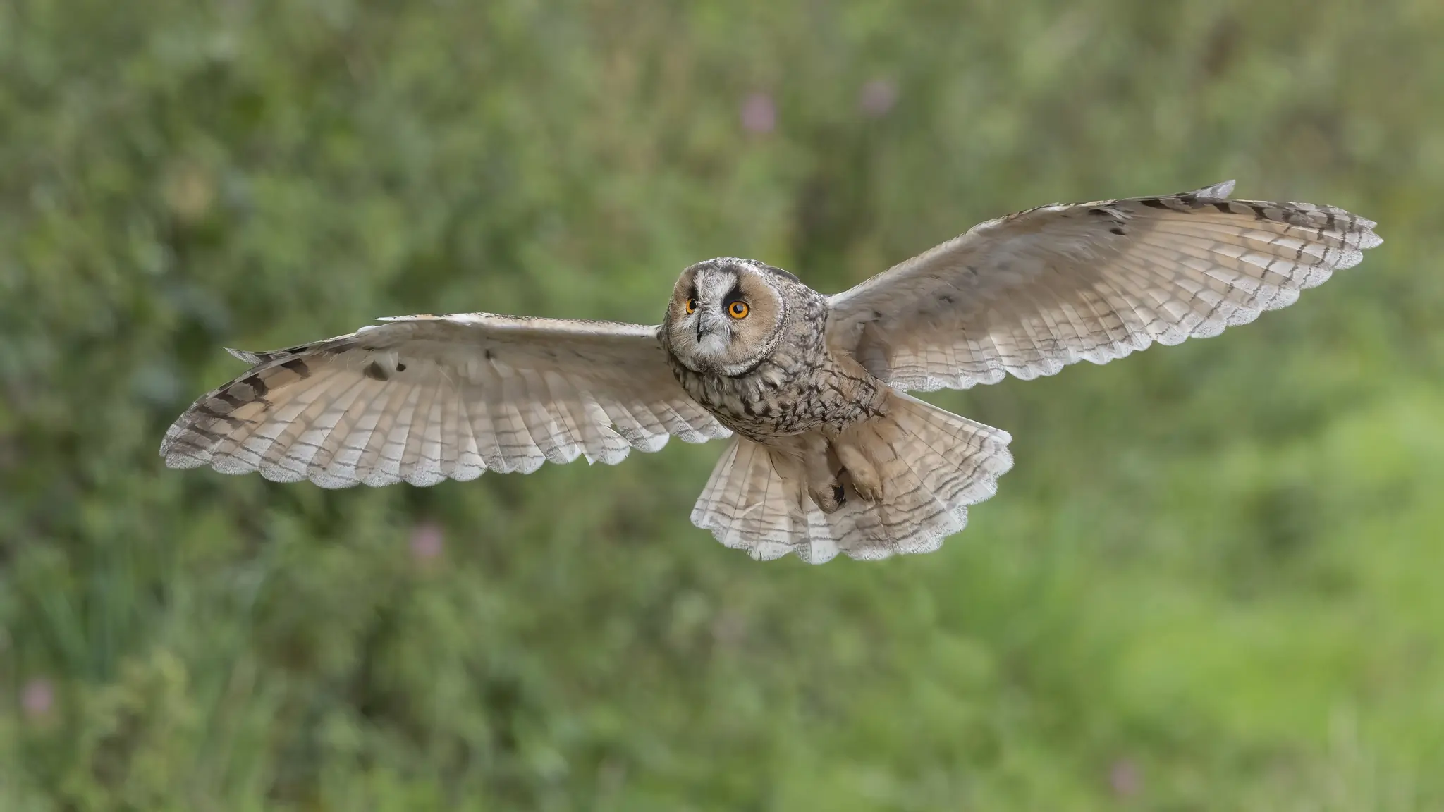 Long-eared owl