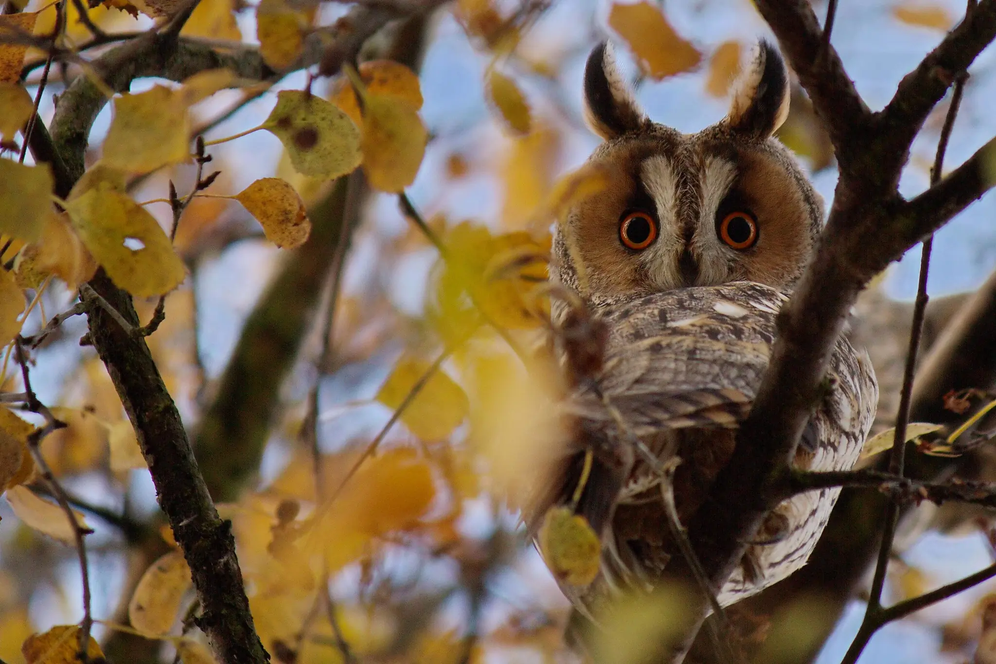 Long-eared owl