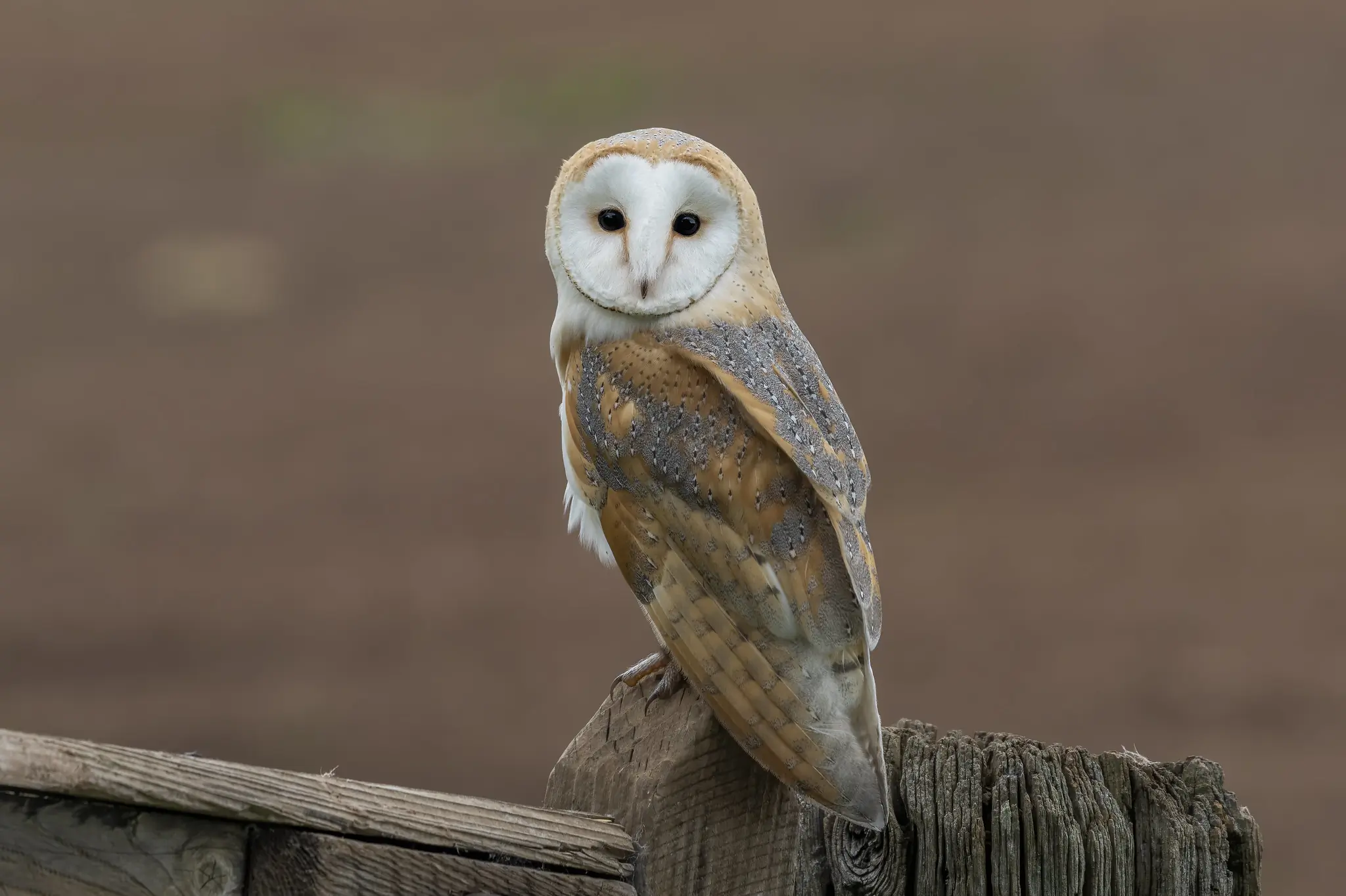 Barn owl