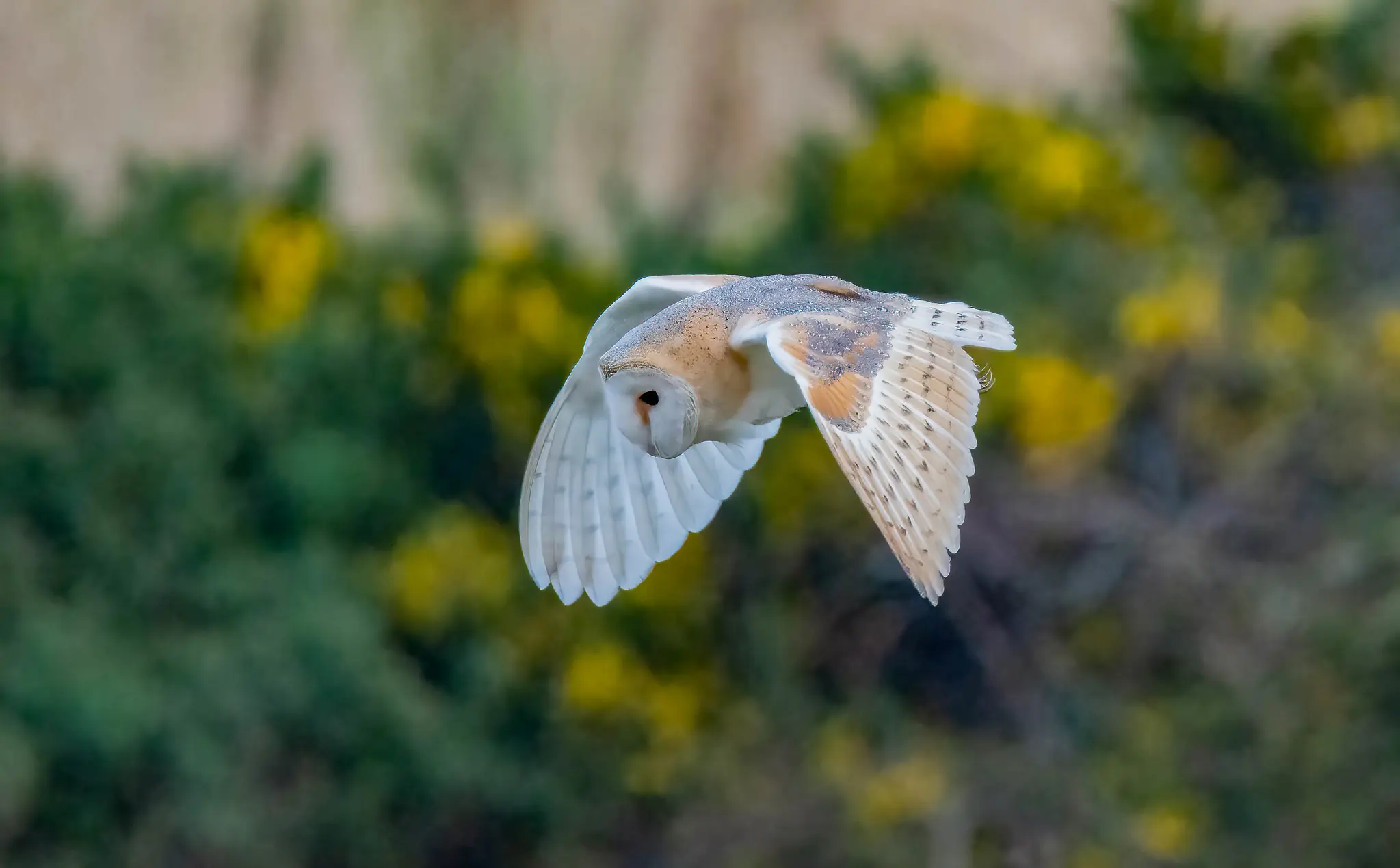 Barn owl