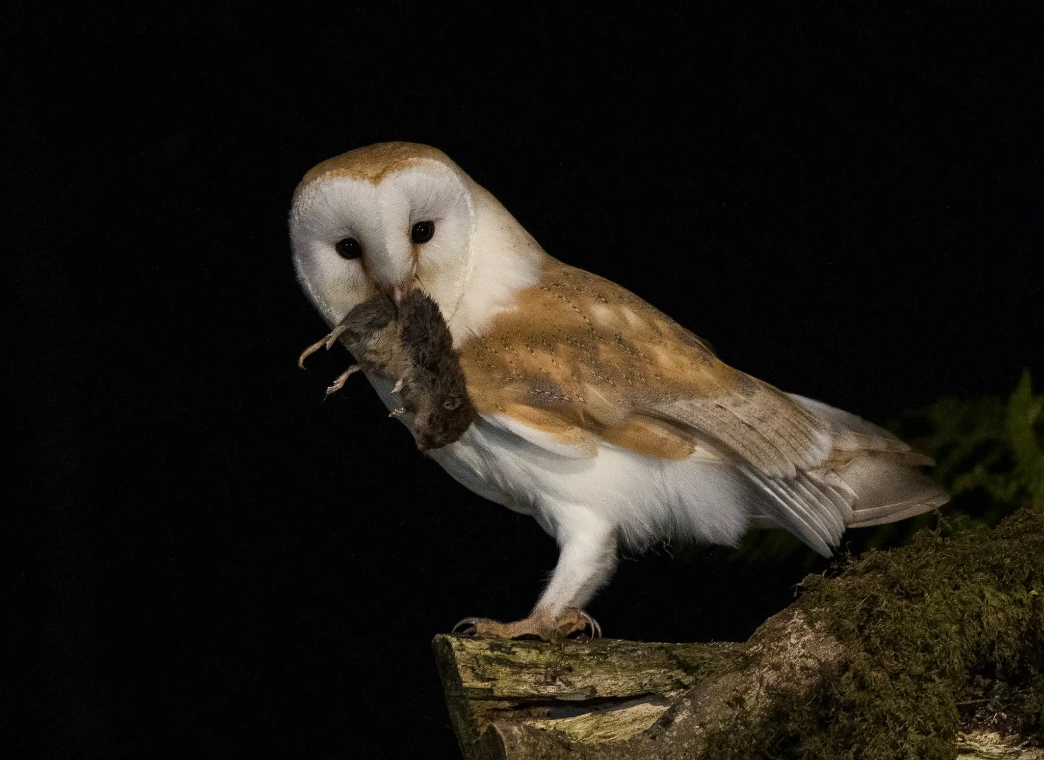 Barn owl