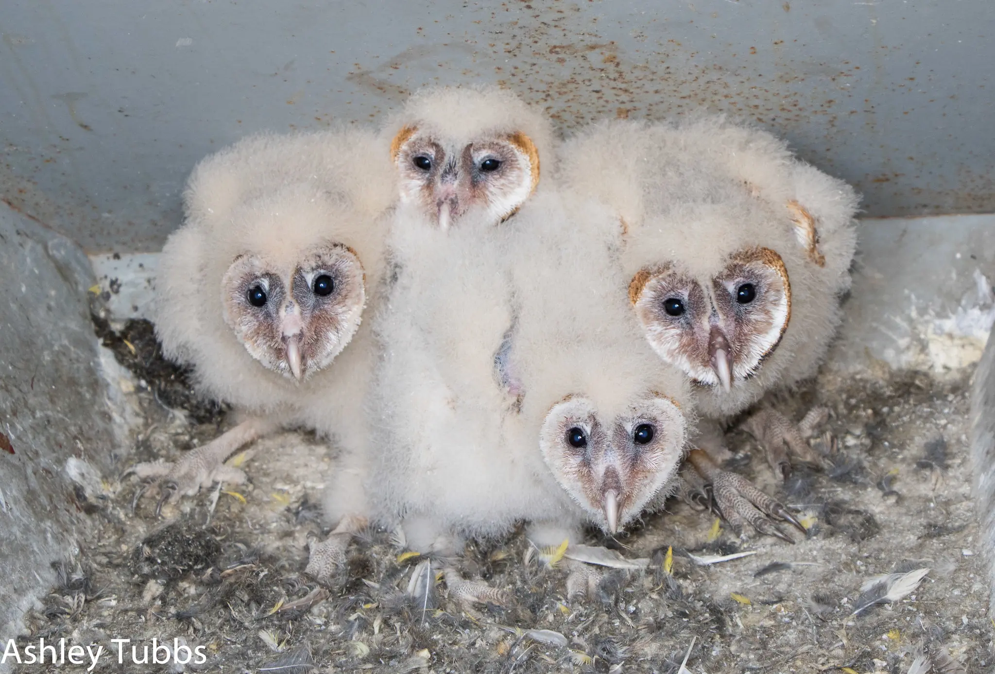 Barn owl
