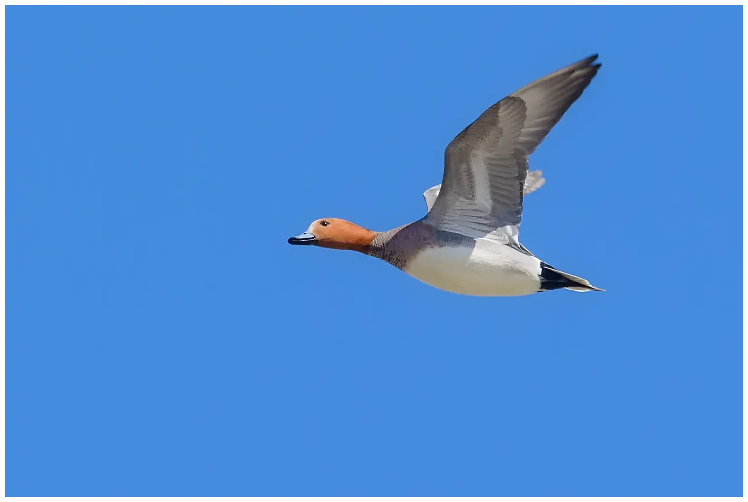 Eurasian wigeon