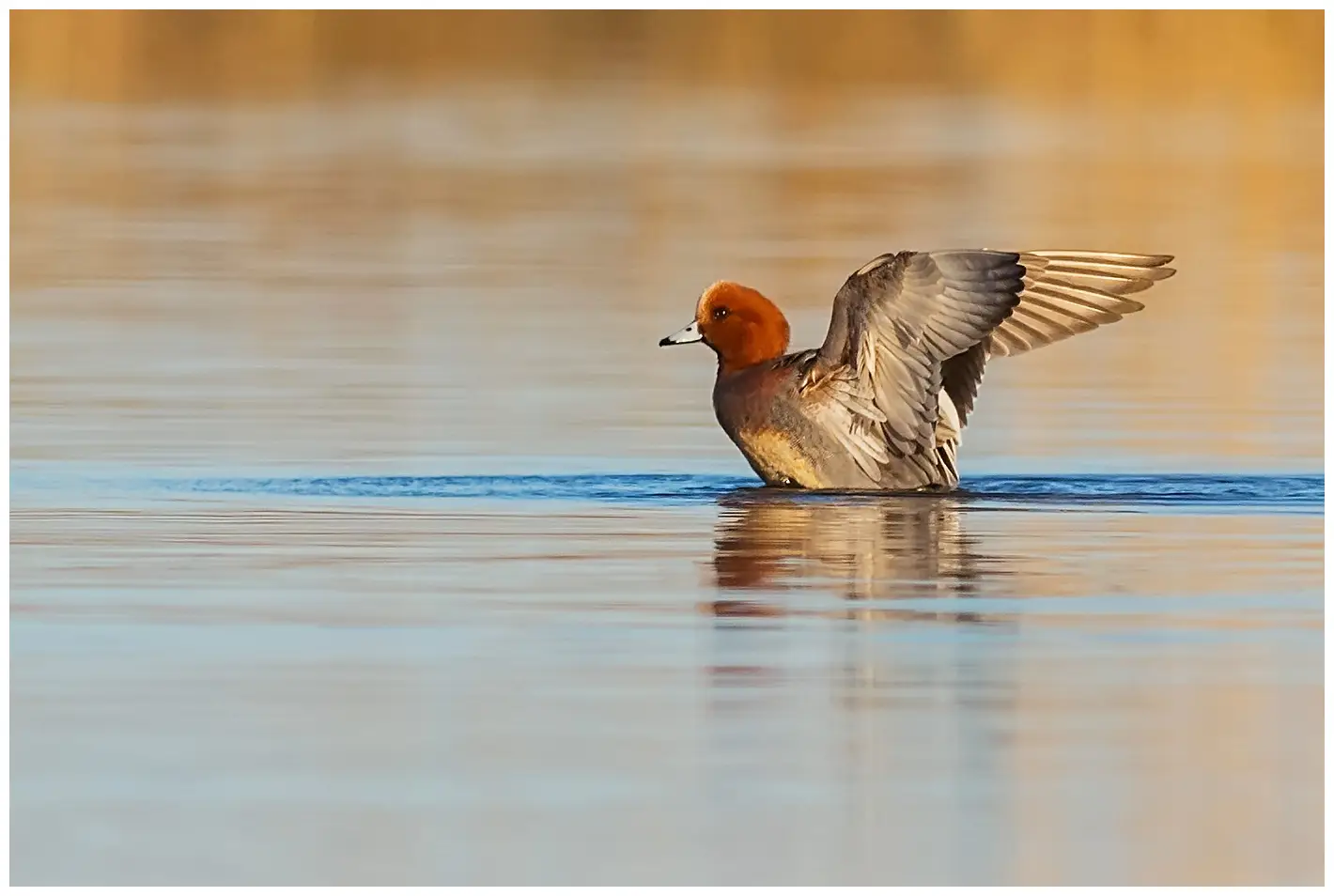 Eurasian wigeon