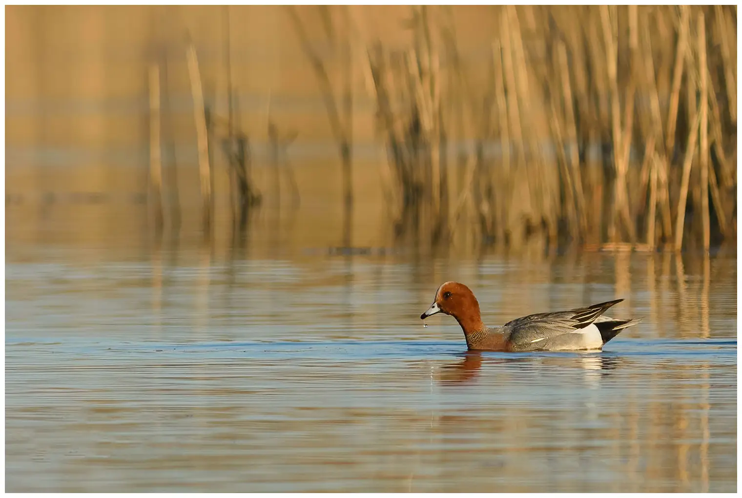 Eurasian wigeon