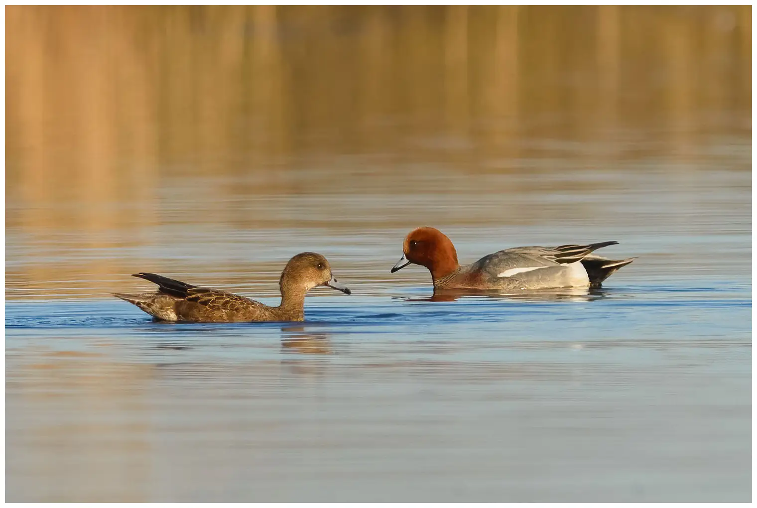 Eurasian wigeon