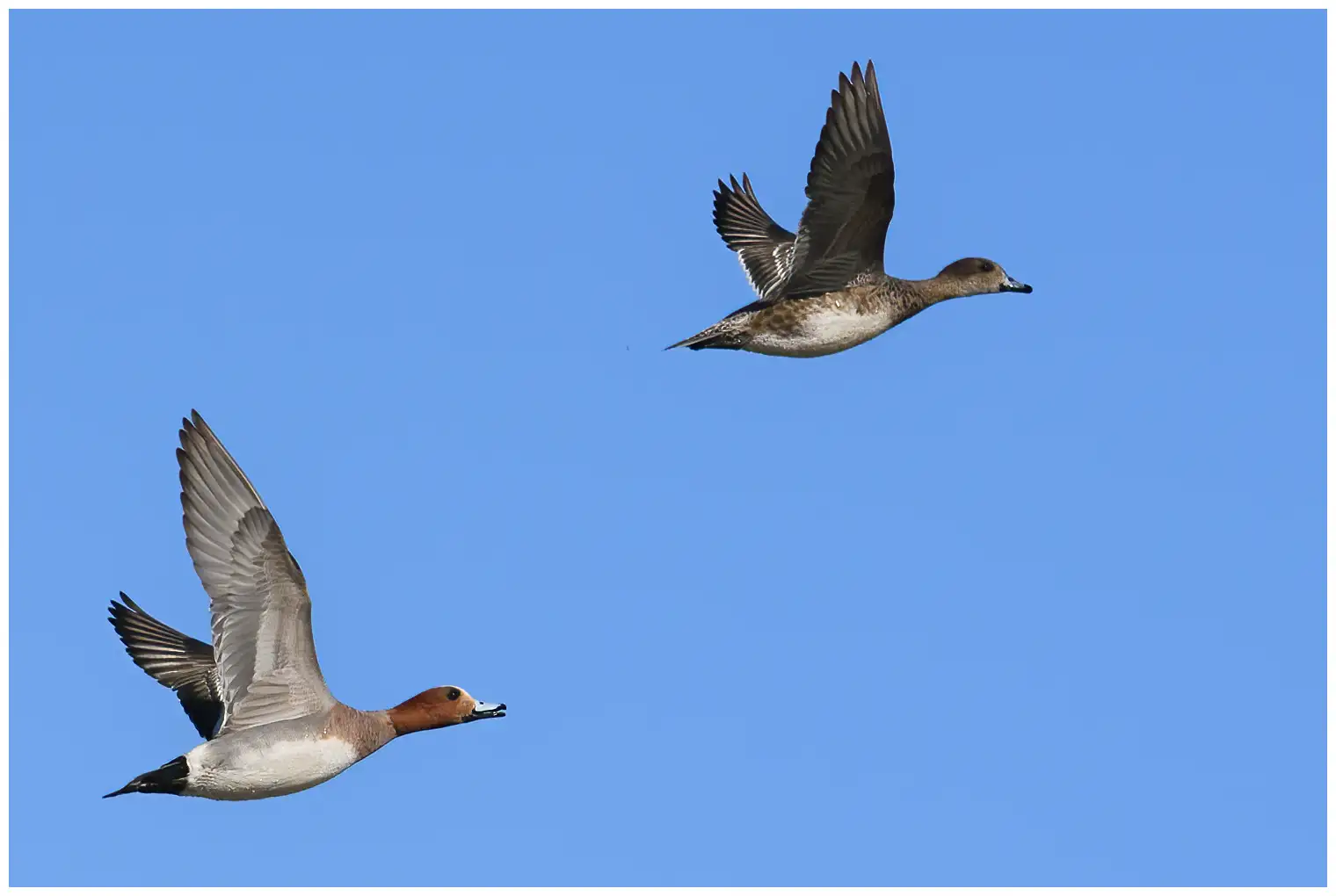 Eurasian wigeon