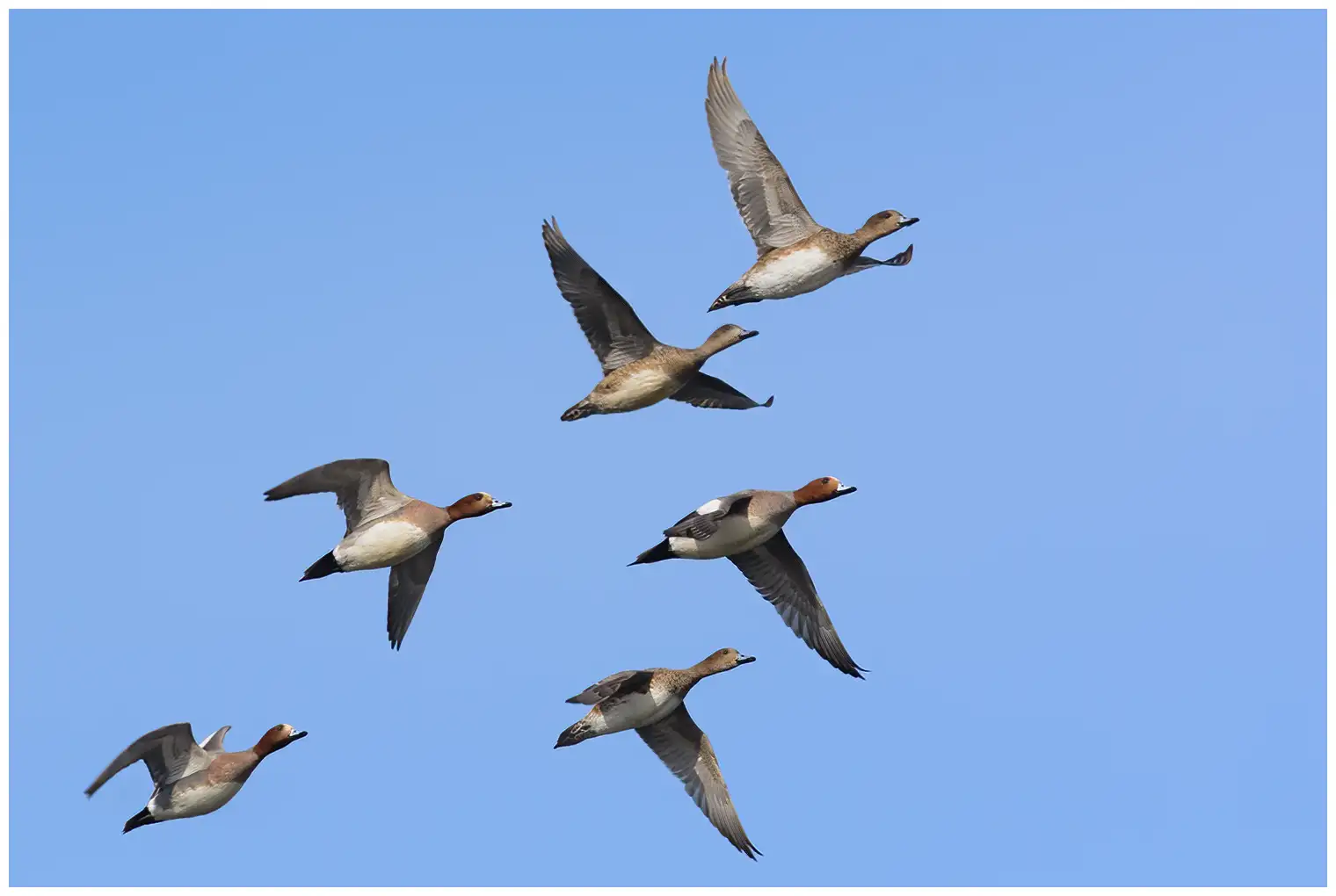Eurasian wigeon