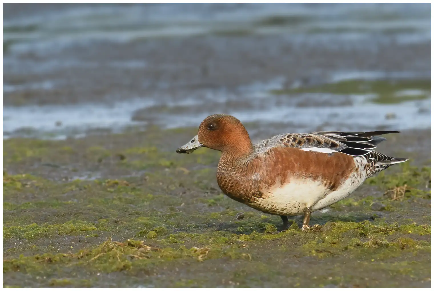 Eurasian wigeon