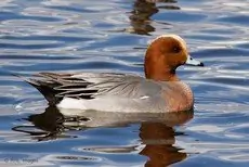 Eurasian wigeon
