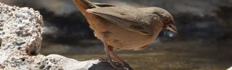 Abert's towhee