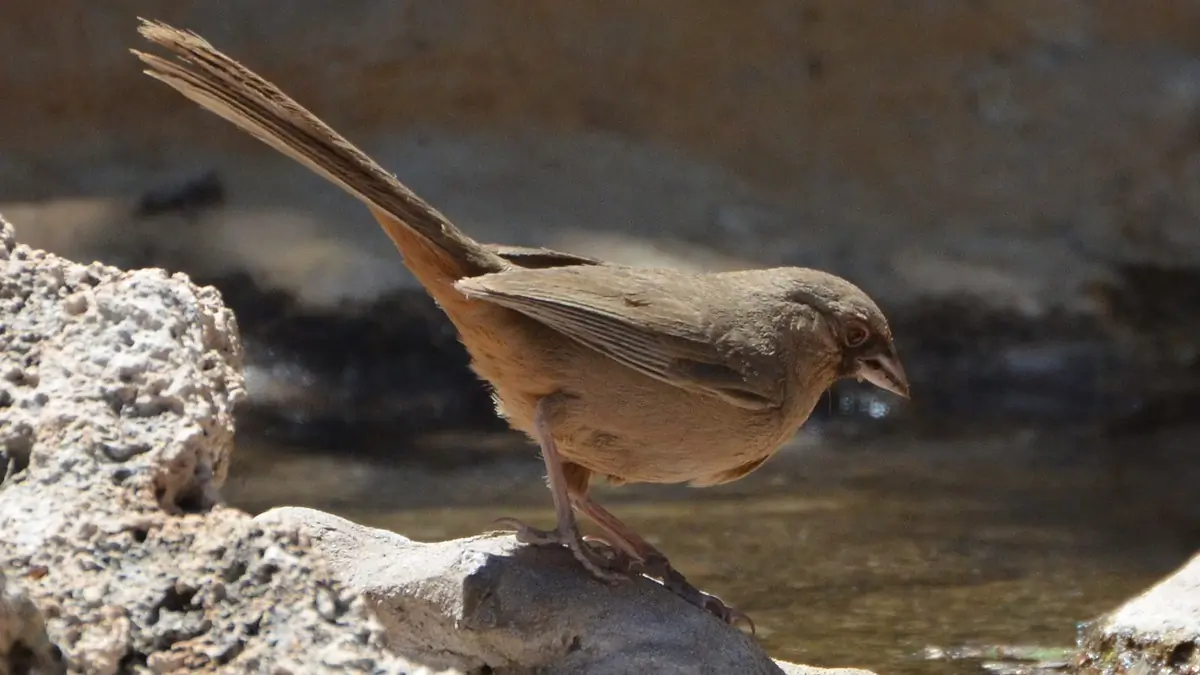 Abert's towhee
