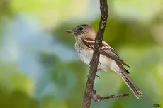 Acadian flycatcher