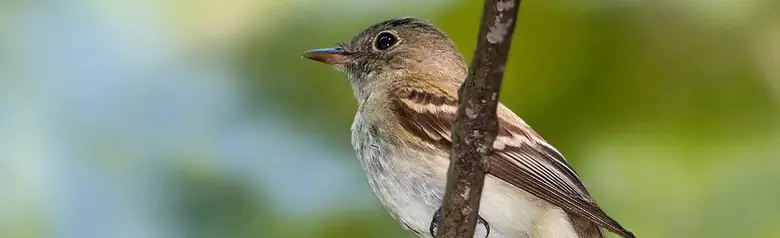 Acadian flycatcher