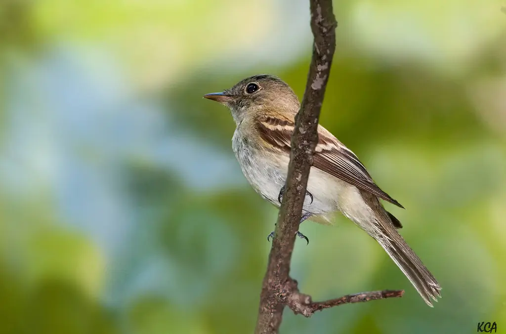 Acadian flycatcher