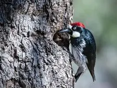 Acorn woodpecker