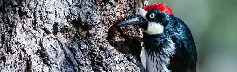 Acorn woodpecker