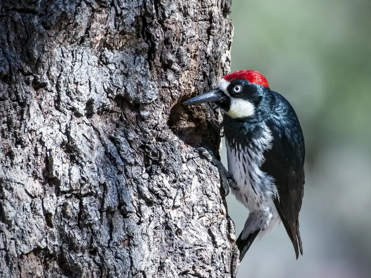 Acorn woodpecker