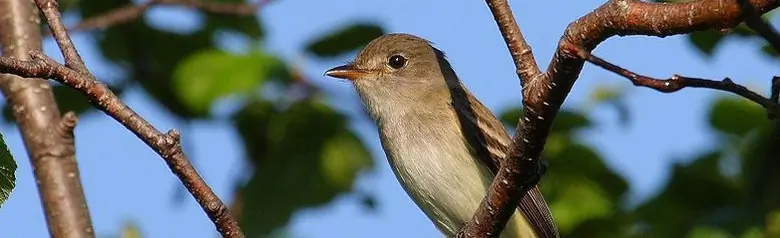 Alder flycatcher