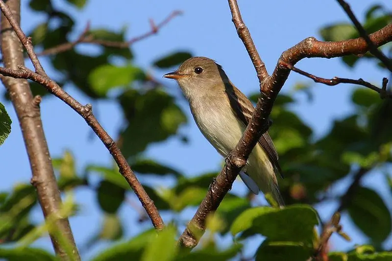 Alder flycatcher