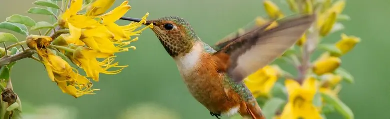 Allen's hummingbird