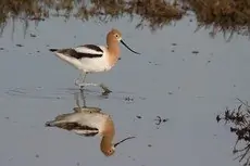 American avocet