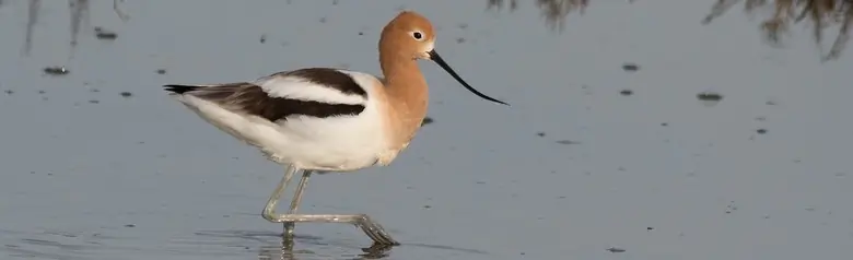 American avocet